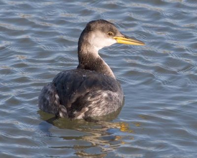 RedNeckGrebe23.jpg