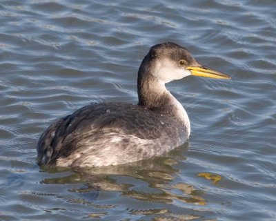 RedNeckGrebe24.jpg