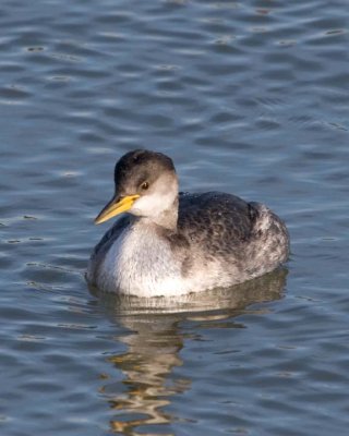 RedNeckGrebe30.jpg