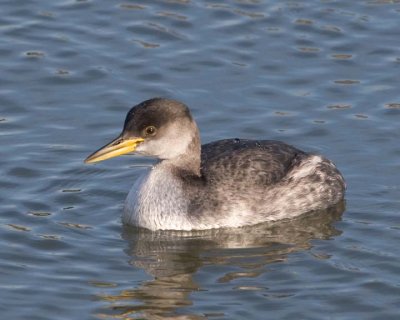 RedNeckGrebe31.jpg