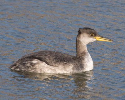RedNeckGrebe35.jpg