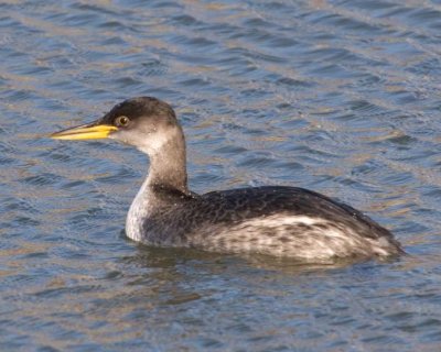RedNeckGrebe37.jpg
