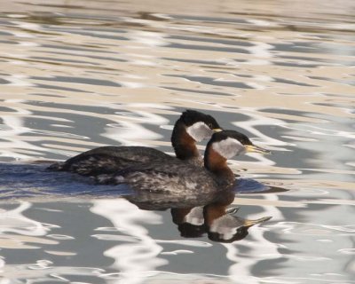 RedNeckGrebe42R.jpg