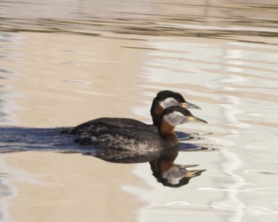 RedNeckGrebe43R.jpg