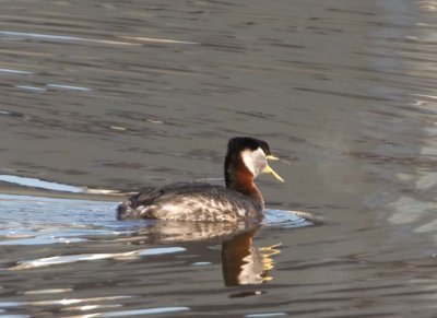 RedNeckGrebe54.jpg