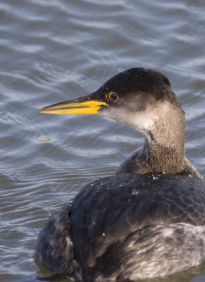 RedNeckGrebe57.jpg