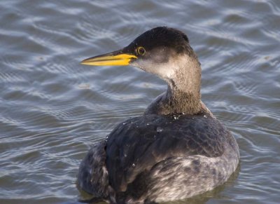 RedNeckGrebe58.jpg
