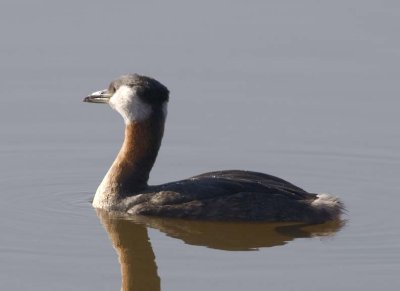 RedNeckGrebe61.jpg