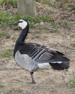 BarnacleGoose2R.jpg