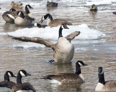 CanadaGeese22R.jpg