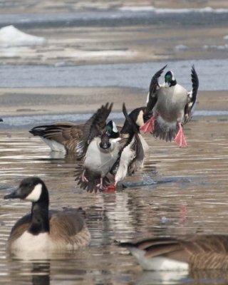 CanadaGeese24.jpg