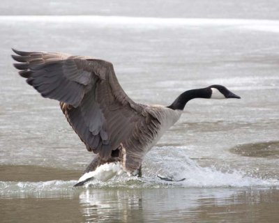 CanadaGeese25R.jpg