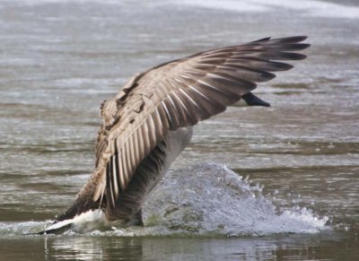 CanadaGeese26R.jpg