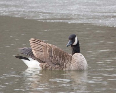 CanadaGeese31R.jpg