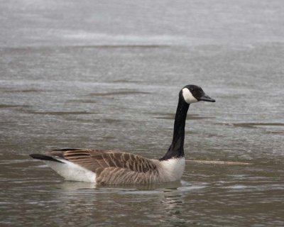 CanadaGeese33R.jpg