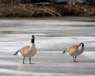 CanadaGeese34R.jpg