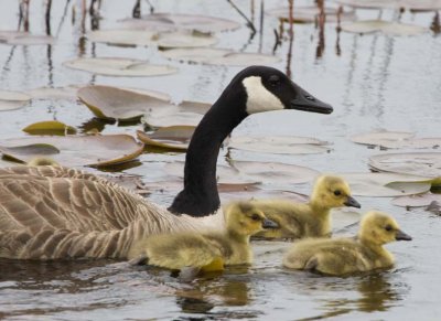 CanadaGeese36R.jpg