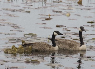 CanadaGeese37R.jpg