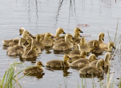 CanadaGeese38R.jpg