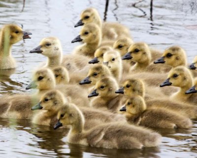 CanadaGeese40R.jpg