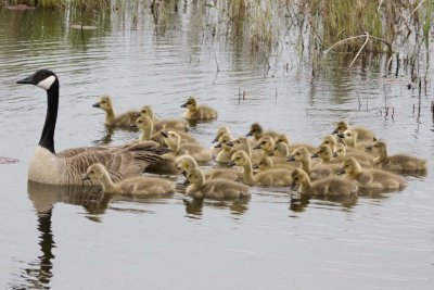 CanadaGeese42R.jpg