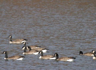 CanadaGeese59.jpg