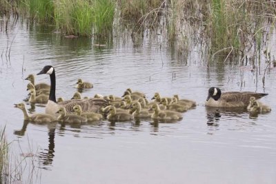 CanadaGeese67.jpg