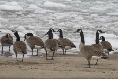 CanadaGeese75.jpg
