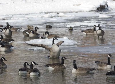 CanadaGeese77.jpg