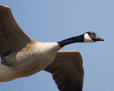 CanadaGoose36.jpg