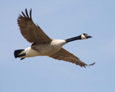 CanadaGoose37R.jpg
