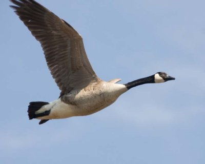 CanadaGoose38R.jpg