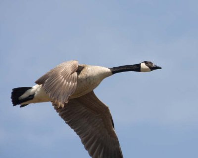 CanadaGoose39R.jpg