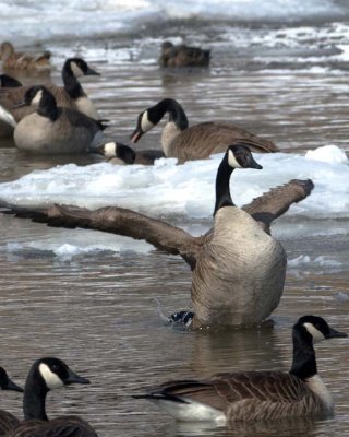 CanadaGoose40.jpg