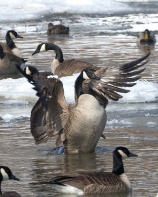 CanadaGoose41.jpg