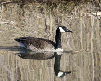 CanadaGoose42R.jpg