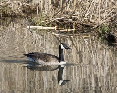 CanadaGoose43R.jpg