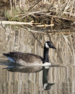 CanadaGoose44R.jpg