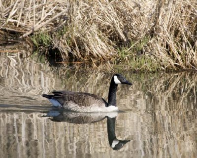 CanadaGoose45R.jpg