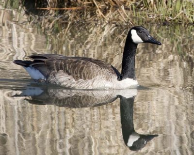 CanadaGoose46.jpg
