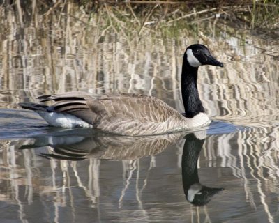 CanadaGoose48R.jpg