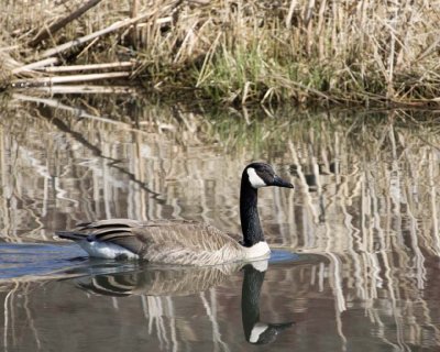 CanadaGoose49R.jpg