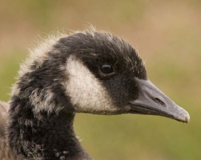 CanadaGoose51R.jpg