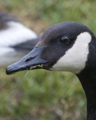 CanadaGoose52R.jpg