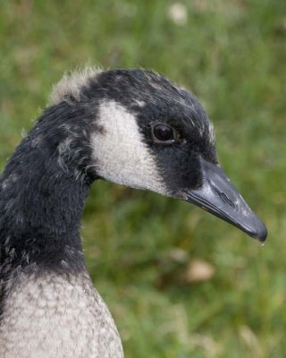 CanadaGoose54R.jpg