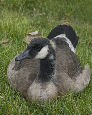CanadaGoose55R.jpg