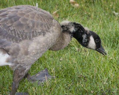 CanadaGoose56R.jpg