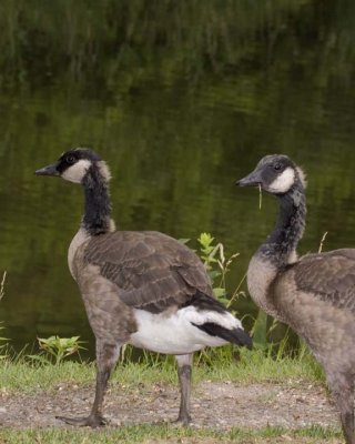 CanadaGoose57R.jpg
