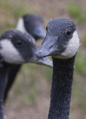 CanadaGoose58.jpg