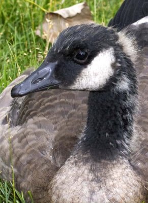 CanadaGoose61.jpg